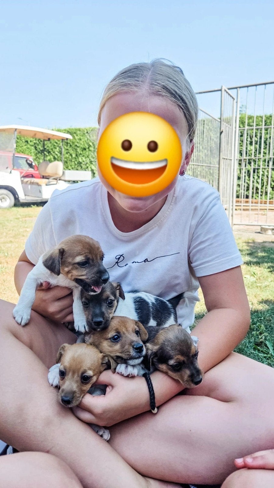 jack russel pups, 8 tot 15 weken, Meerdere, Meerdere dieren, Nederland