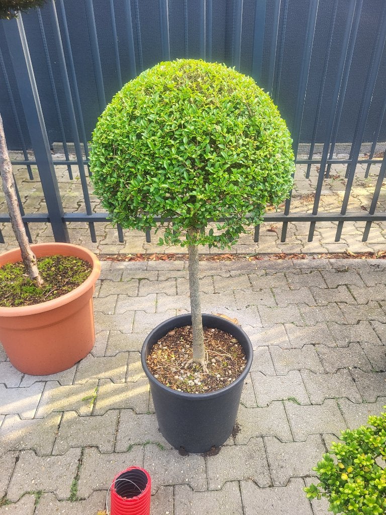 liguster op stam, Tuin en Terras, Planten | Bomen, Bloeit niet, Minder dan 100 cm, Ophalen, Volle zon