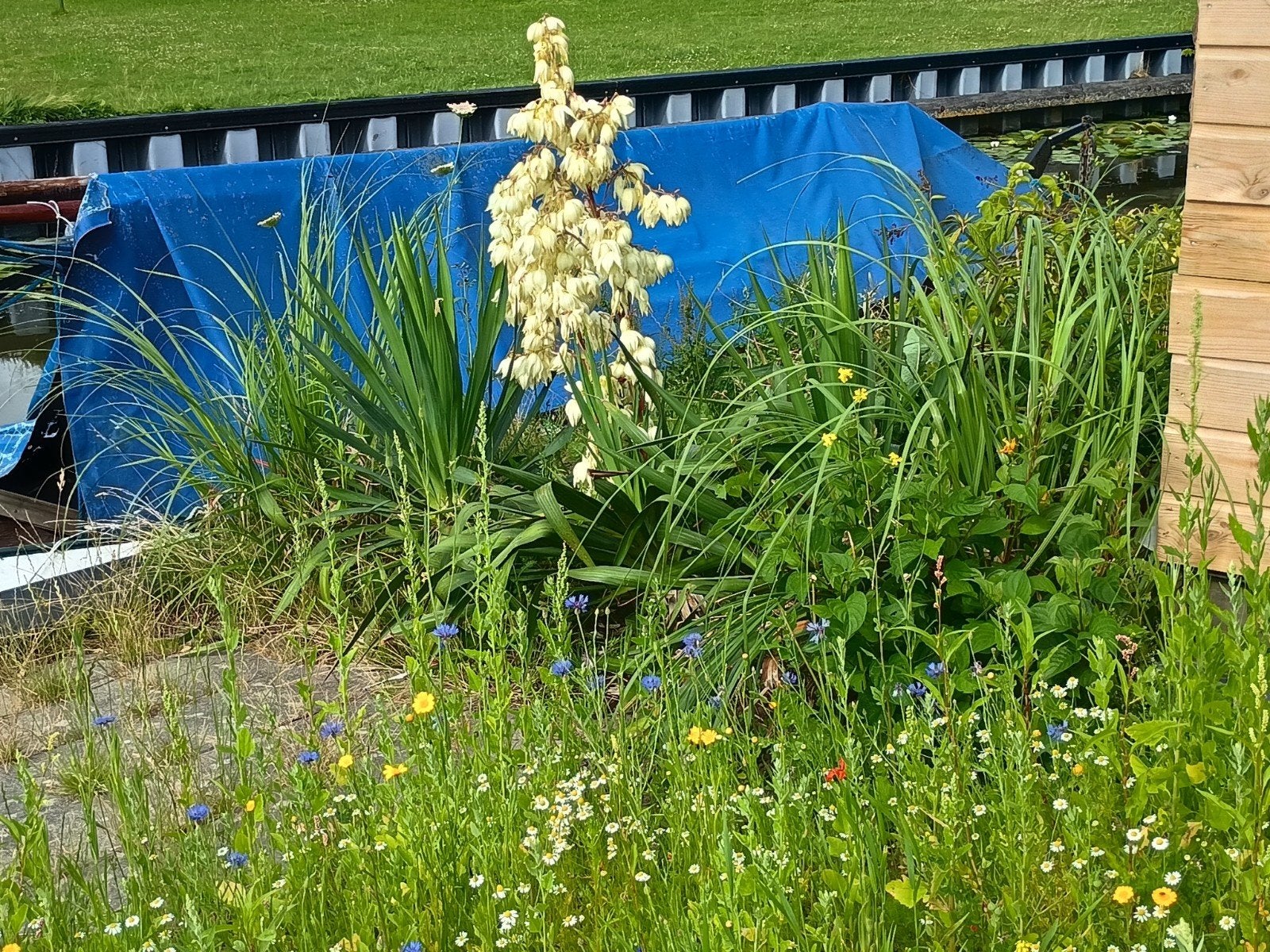 Drie Yucca's, Tuin en Terras, Overige soorten, Volle zon, Vaste plant, Ophalen of Verzenden