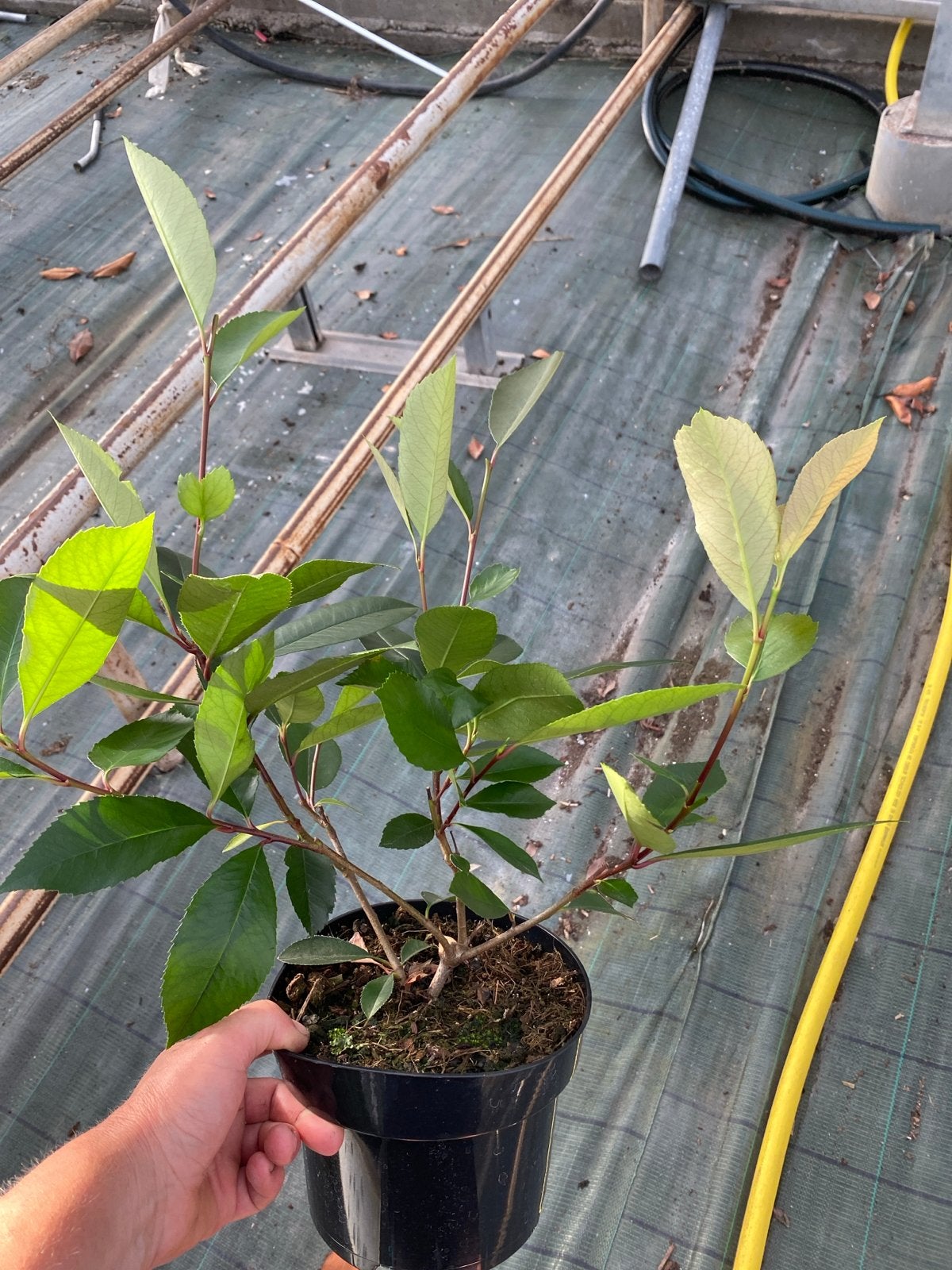 Glansmispel 'Red Robin' - Photinia fraseri 'Red Robin', Volle zon, Vaste plant, Lente, Ophalen