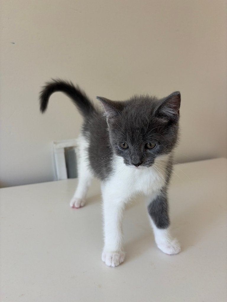 Kitten Britse korthaar/Europese korthaar, Dieren en Toebehoren, Katten en Kittens | Raskatten | Korthaar, Kater, 0 tot 2 jaar