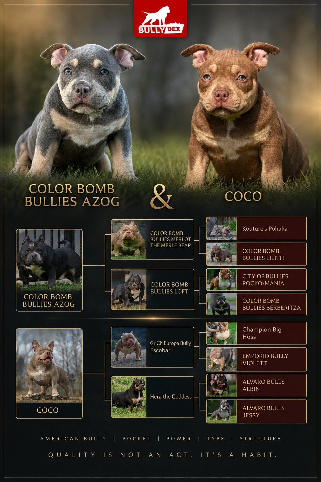 American bully pocket, 8 tot 15 weken, Teef, Parvo, Meerdere