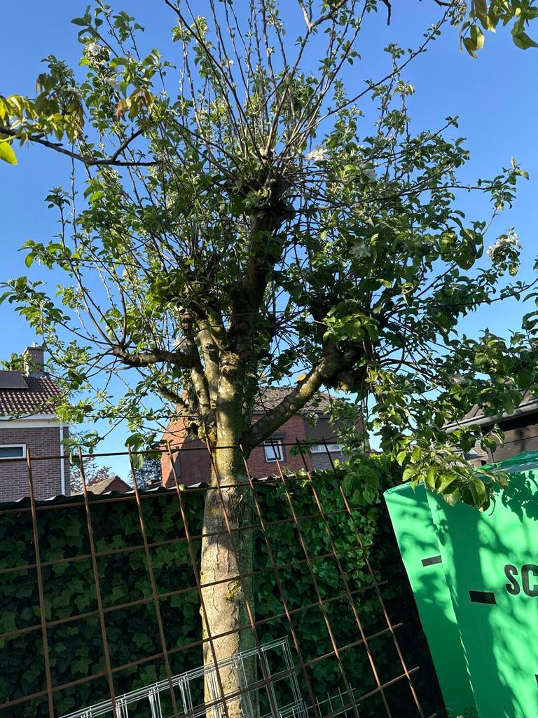 Bloeiende boom: appelboom (eetbaar), Tuin en Terras, Planten | Bomen, Overige soorten, Lente, 250 tot 400 cm, Ophalen