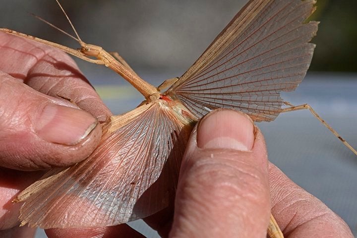 Rozevleugeltak wandelende tak (Sipyloidea sipylus), Overige soorten, 0 tot 2 jaar