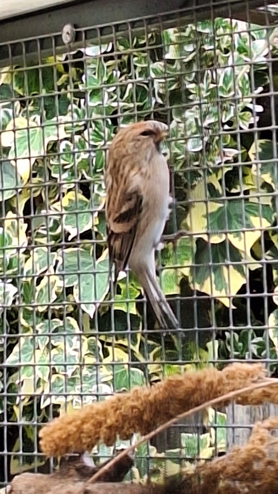 wildkleur barmsijzen/ witstuitbarmsijs, Mannelijk