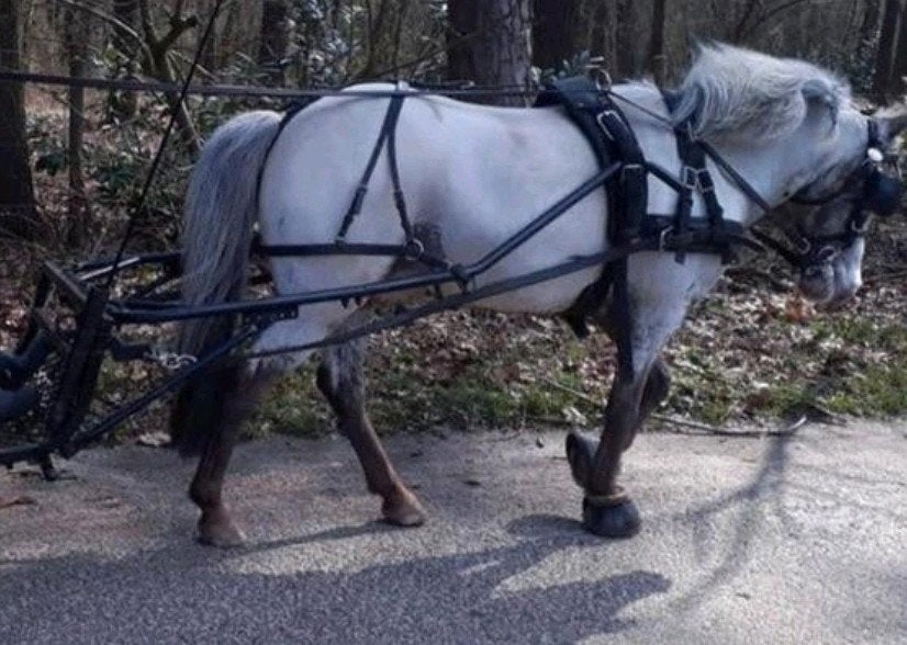 Enkelspantuig Grote shet zilco/ideal, Shetlander, Gebruikt, Recreatie, Mentuig