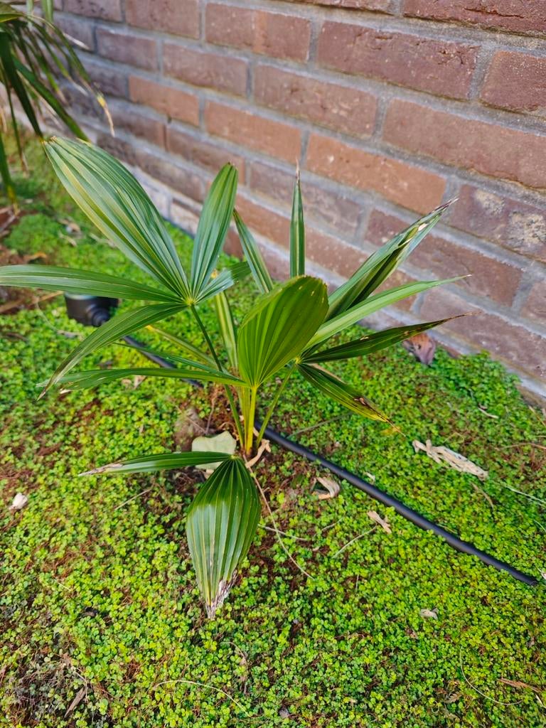 Kleine baby palmboom, winterhard, Trachycarpus Fortunei, Tuin en Terras, Planten | Tuinplanten, Overige soorten, Volle zon, Bloeit niet