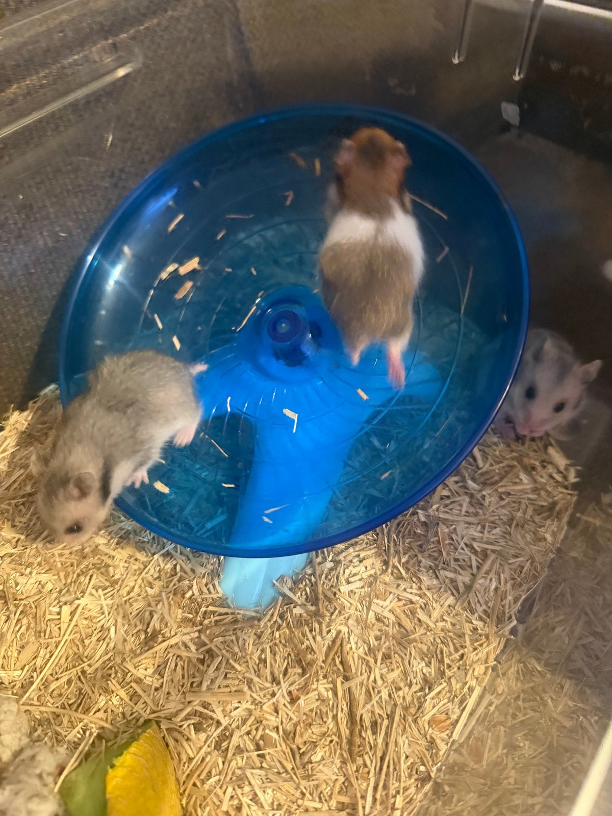 Hamster man, Dieren en Toebehoren, Knaagdieren, Hamster, Juni, Mannelijk, Tam