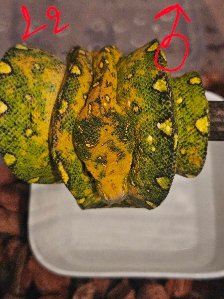 reservation pourSnakeday  Morelia viridis biak 04.10 Green Tree Python photo 4