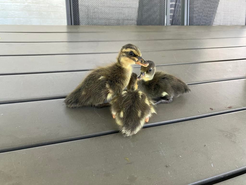 Broedeieren Indische loopeend, Dieren en Toebehoren, Pluimvee, Geslacht onbekend, Eend