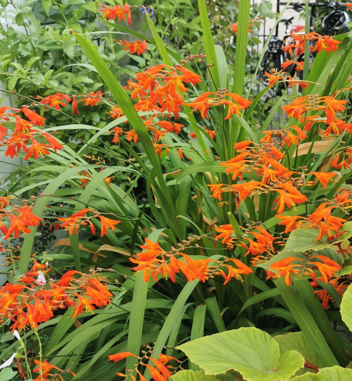 Montbretia (Crocosmia)bolletjes 40 stuks- Oranje/rood/bloem, Overige soorten, Volle zon, Vaste plant, Ophalen of Verzenden