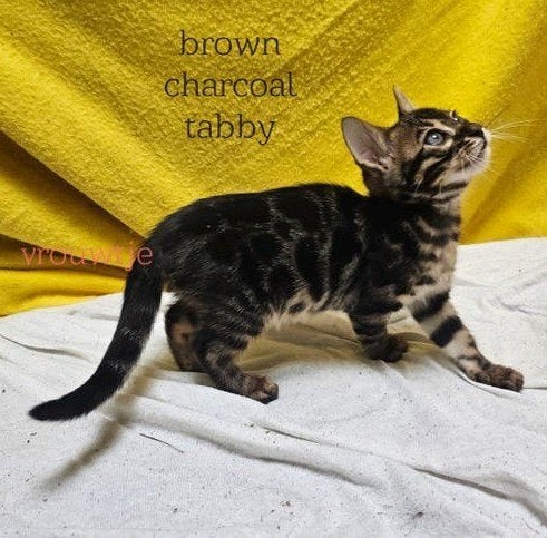 Prachtig Bengaal kitten poesje met stamboom, Poes, Kortharig, 0 tot 2 jaar