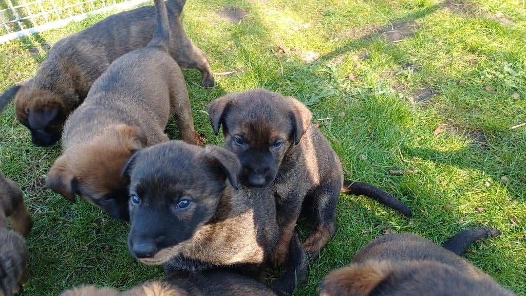 Beauceron x Hollandse Herder pups  nog 2 teefjes, 8 tot 15 weken, Meerdere, Meerdere dieren, Herder