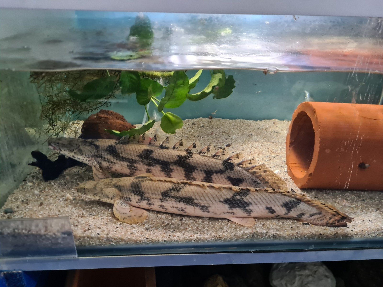 Polypterus Endlicheri XL, Kwastvinsnoek, Dieren en Toebehoren, Vissen | Aquariumvissen, Vis, Zoetwatervis