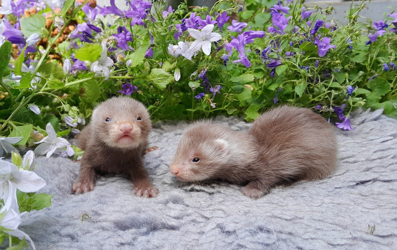 Fret half en vol angora fretjes zeer sociaal opgevoed, Dieren en Toebehoren, Mei, Meerdere dieren