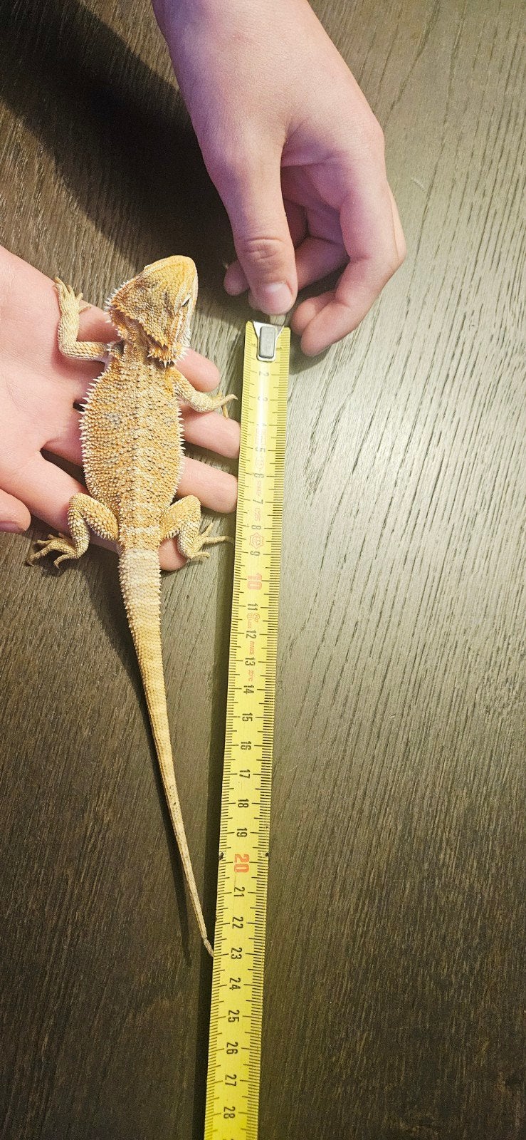 Baardagaam Bearded Dragon photo 3