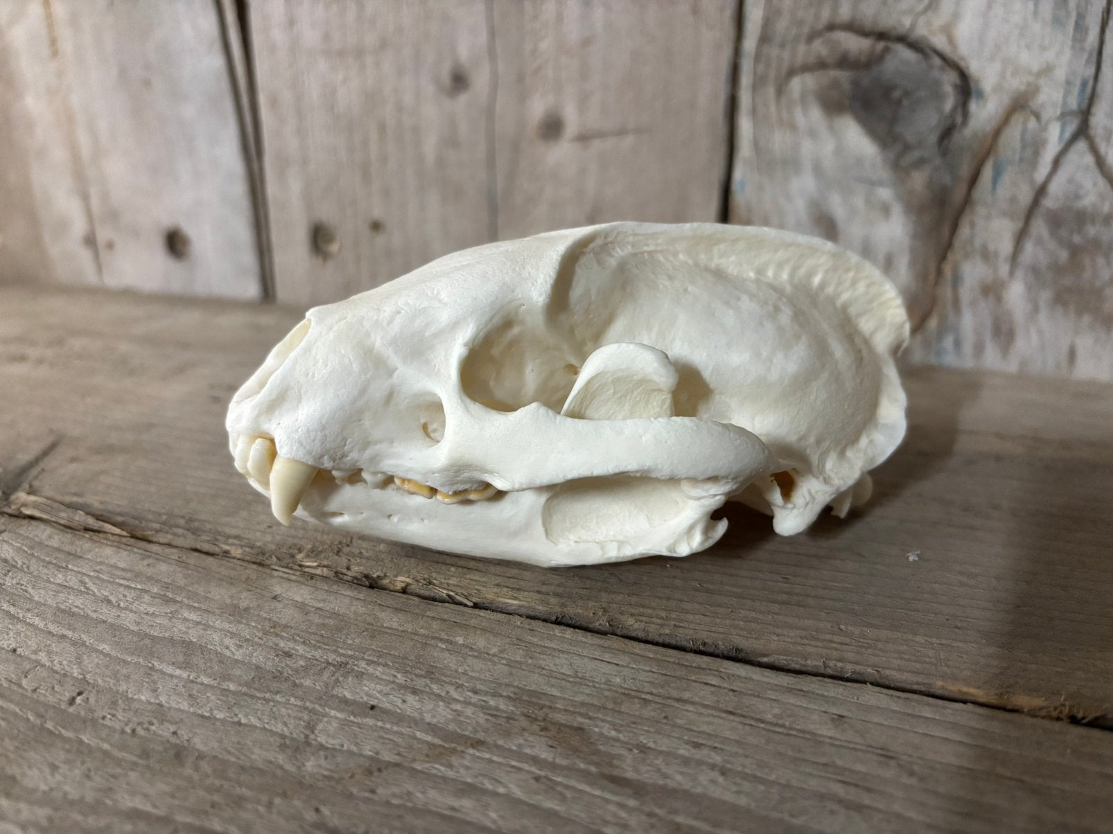 Schedel van een Das, Verzamelen, Ophalen of Verzenden, Nieuw, Wild dier, Schedel