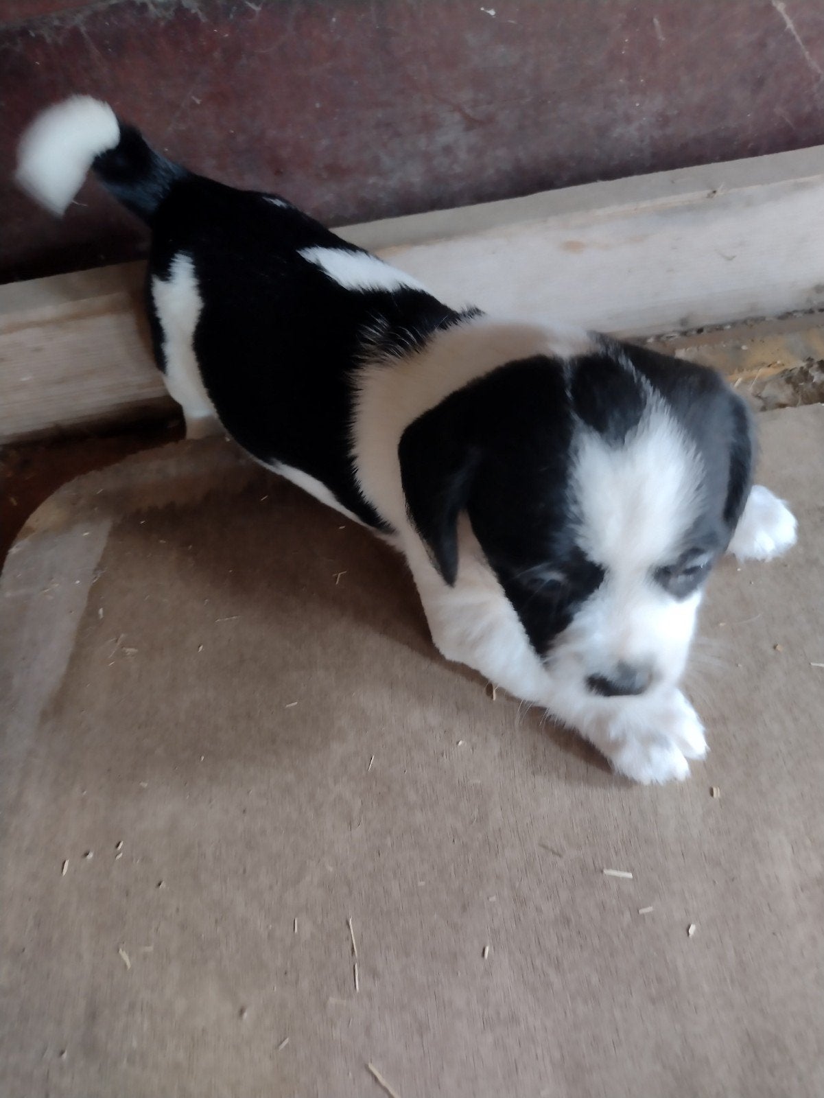 leuke kruising pups, 8 tot 15 weken, Meerdere, Meerdere dieren, Klein