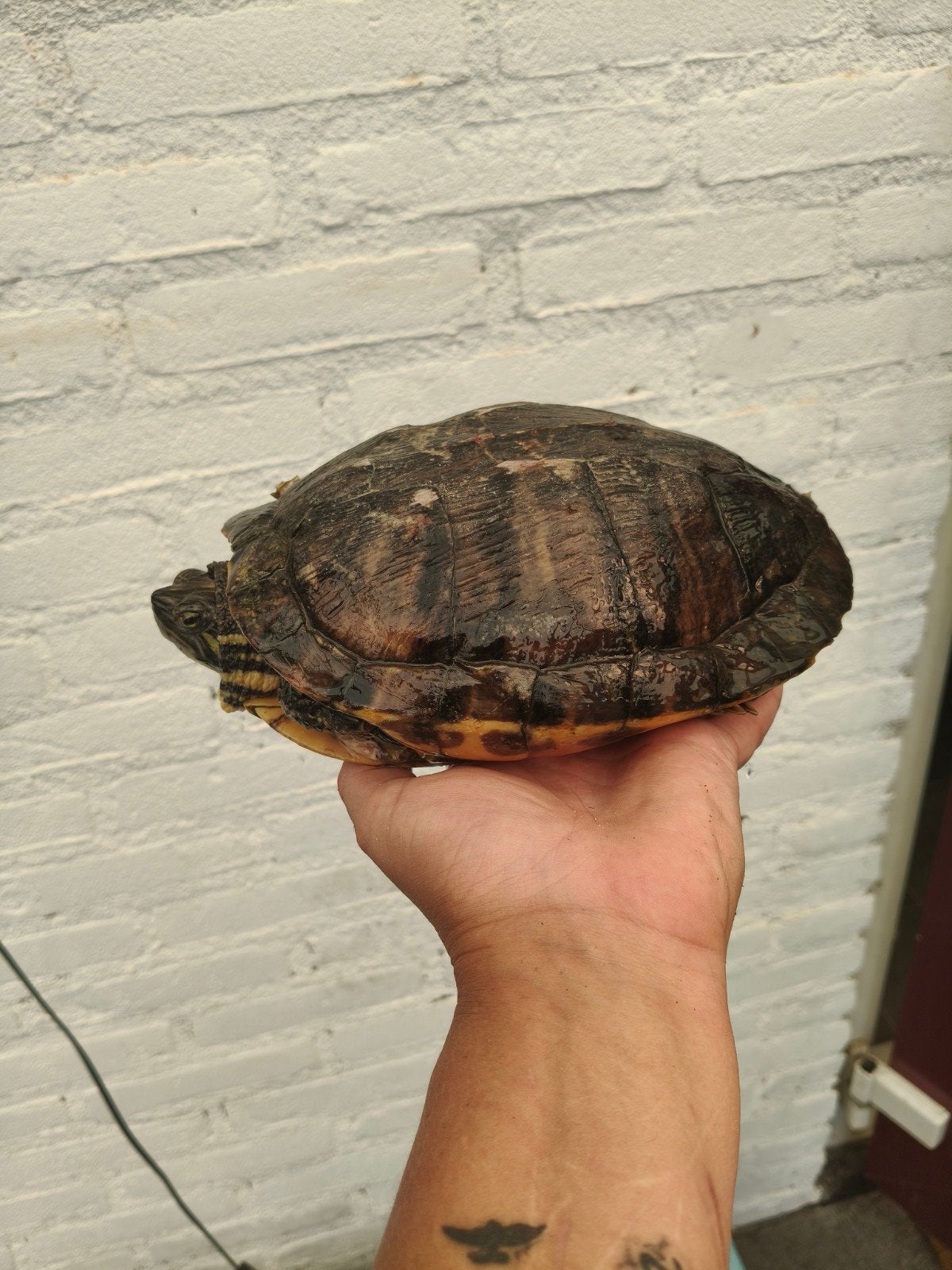 Mijn lieve schildpad zoekt een nieuwe goude mandje., Dieren en Toebehoren, Reptielen en Amfibieën