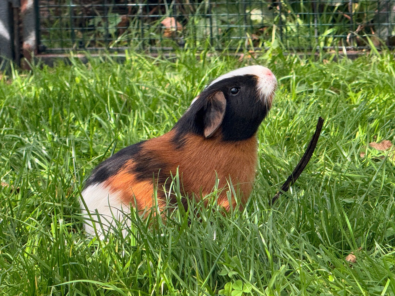 Lief zeugje Tess, Dieren en Toebehoren, Augustus, Vrouwelijk, Cavia