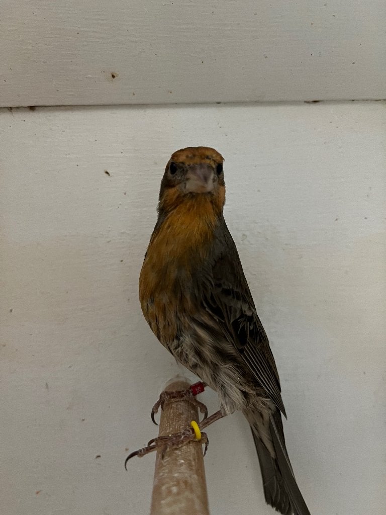 Roodmus split Pheo., Dieren en Toebehoren, Vogels | Kanaries, Zangkanarie, Meerdere dieren