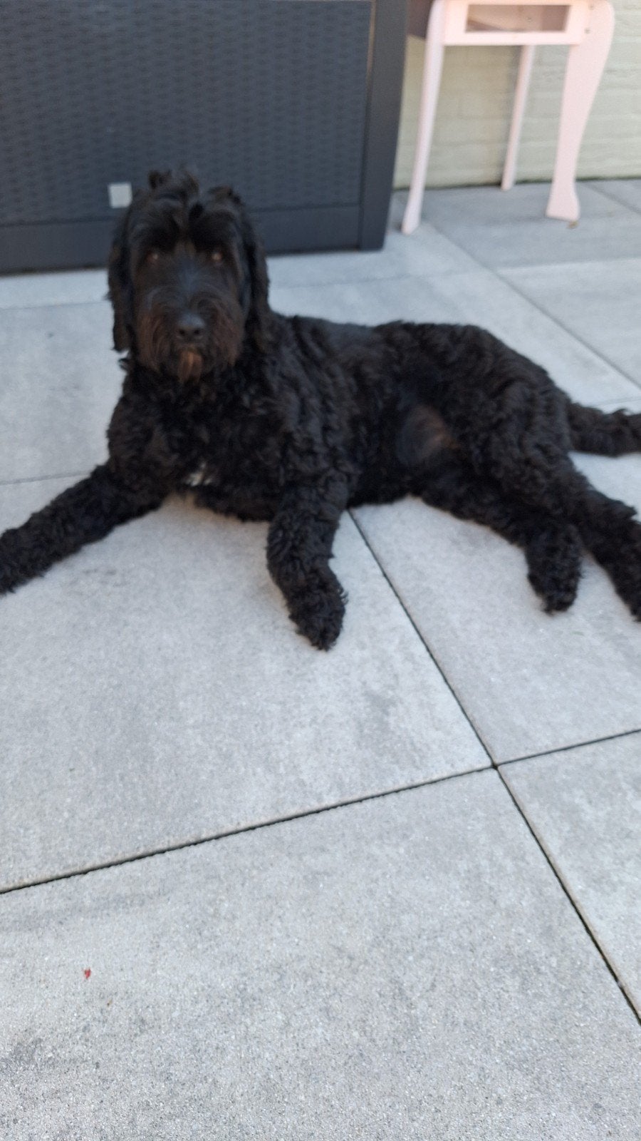 Verwacht 12 november Medium labradoodle pups, Overige rassen, Meerdere, Meerdere dieren, Nederland