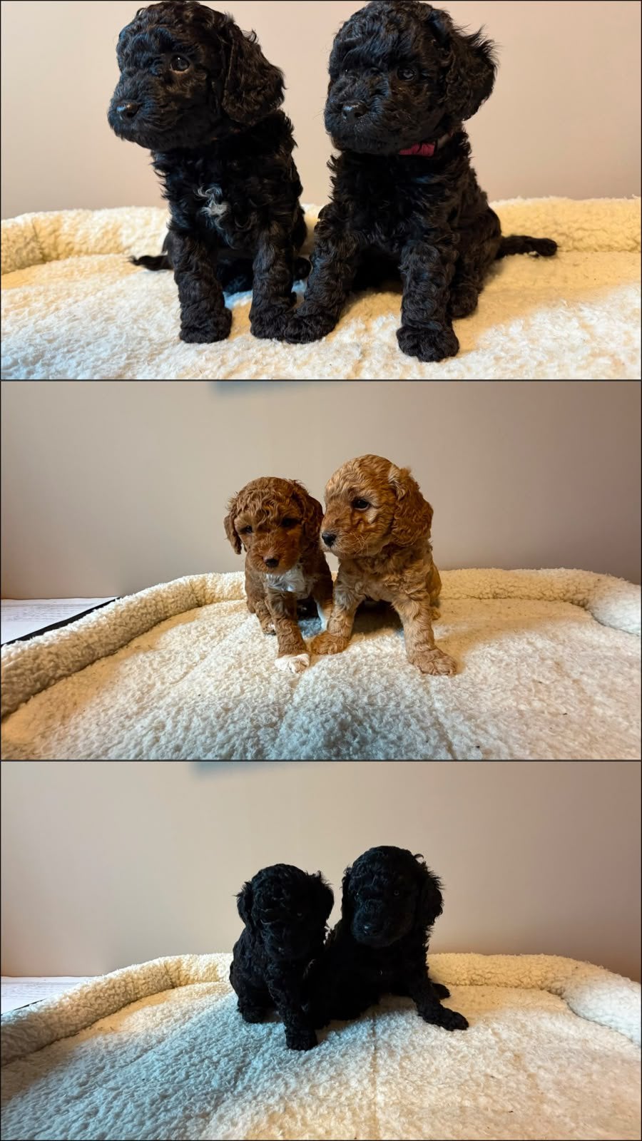 Mini labradoodle pups, Dieren en Toebehoren, 8 tot 15 weken, Parvo, Meerdere, Meerdere dieren