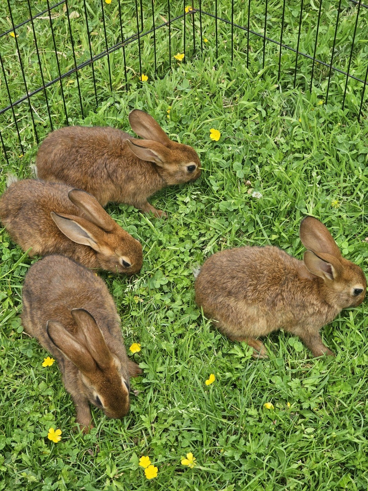 Belgische hazen., Dieren en Toebehoren, Meerdere dieren, Groot