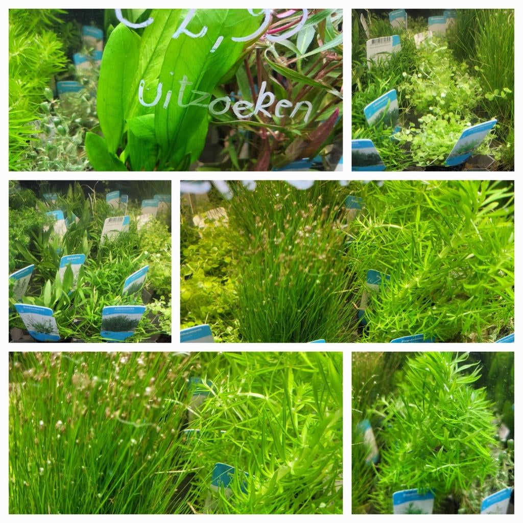 Hobbyaquarium alle planten uitzoeken mooi nieuw assortiment, Dieren en Toebehoren, Vis
