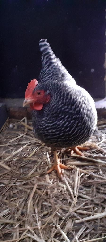 Amrock kriel kippen, Dieren en Toebehoren, Pluimvee, Vrouwelijk, Kip