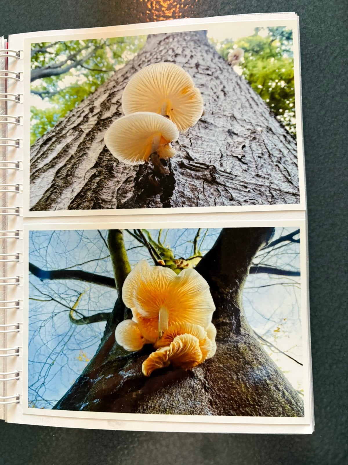 Twee boeken met zelf gemaakte foto’s van paddenstoelen, Hobby en Vrije tijd, Kaarten | Zelfgemaakt, Ophalen of Verzenden, Zo goed als nieuw