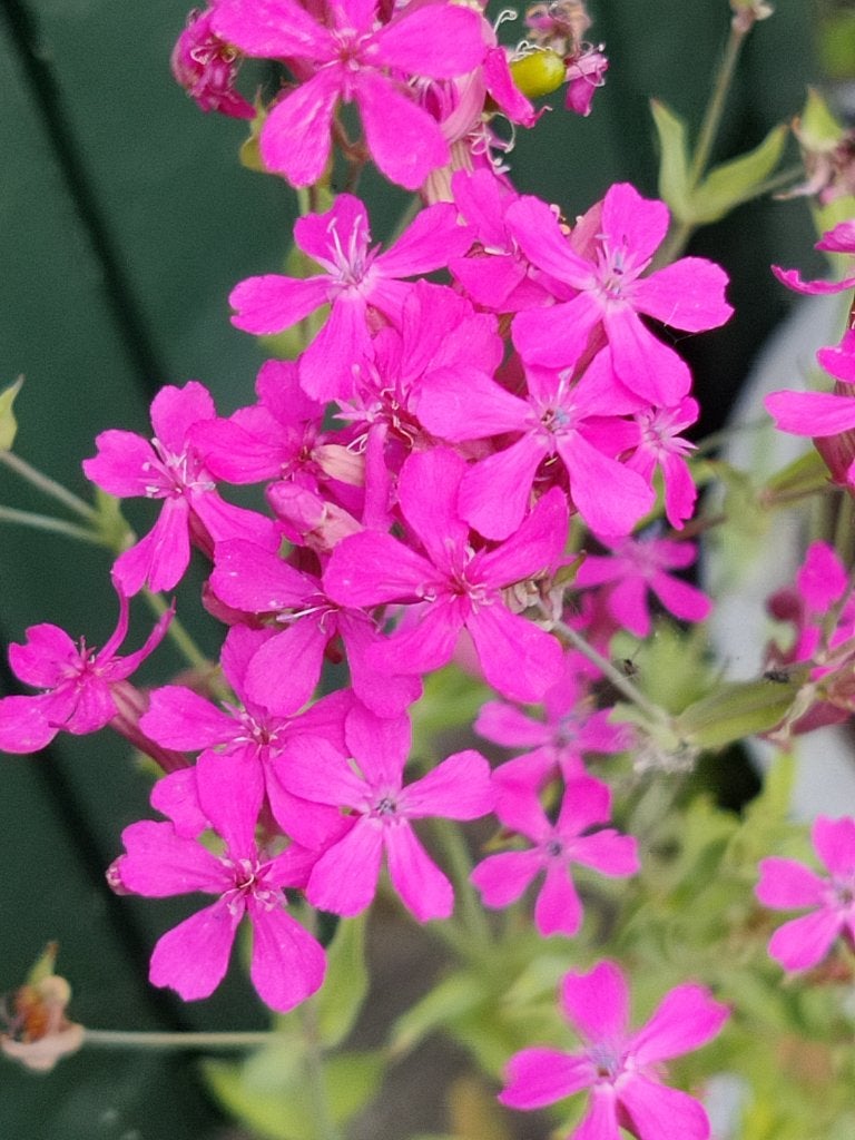 Zaden Pekbloem - Silene armeria 2026, Ophalen of Verzenden, Volle zon, Zaad