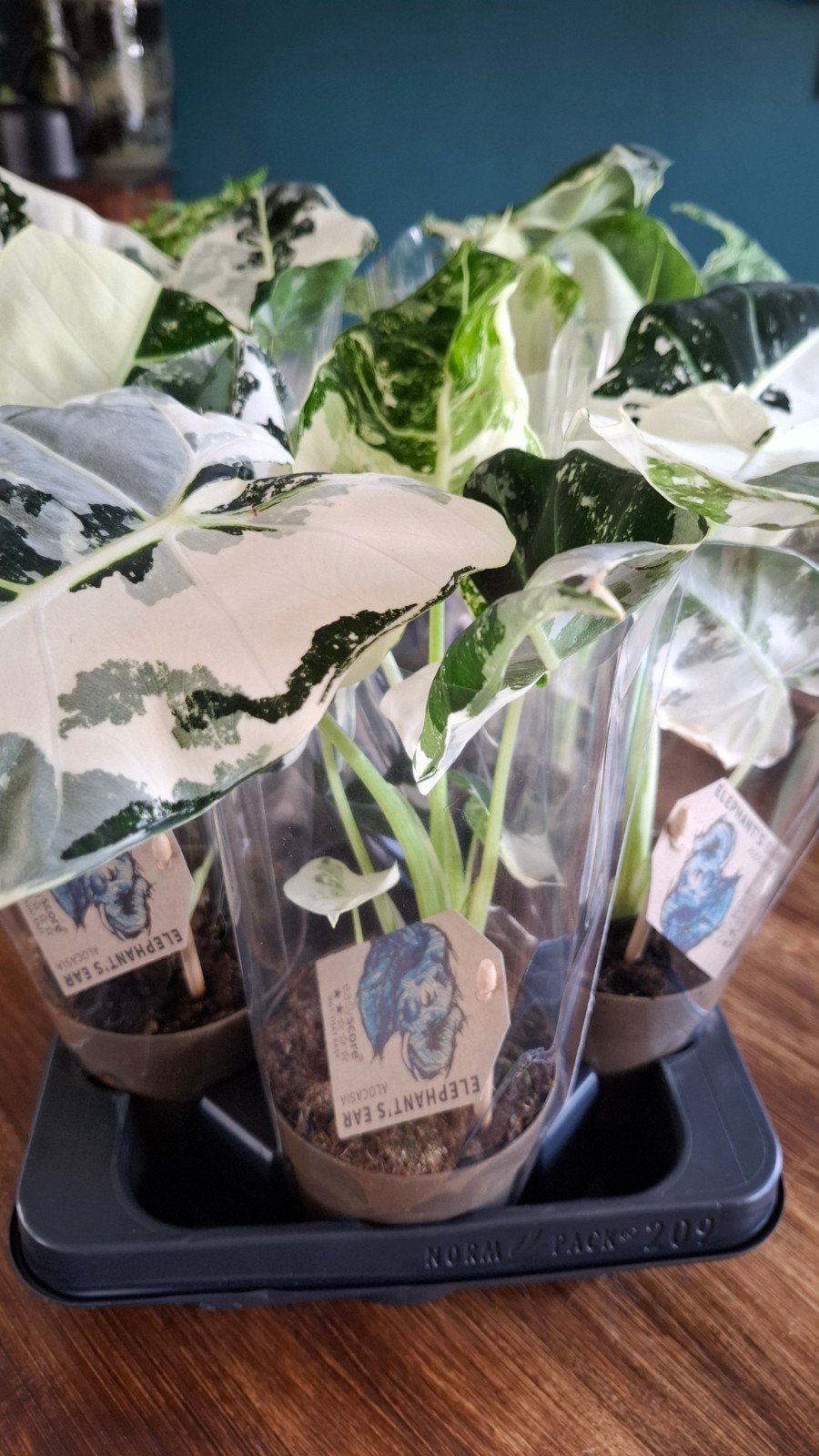Alocasia Frydek Variegata - Prachtige Grote Planten, Huis en Inrichting, Kamerplanten, Ophalen