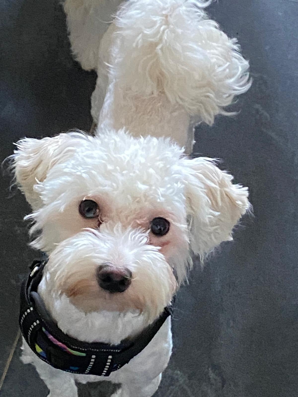 Maltipoo reutje zoekt een nieuw thuis, Parvo, 15 weken tot 1 jaar, Eén hond, Nederland