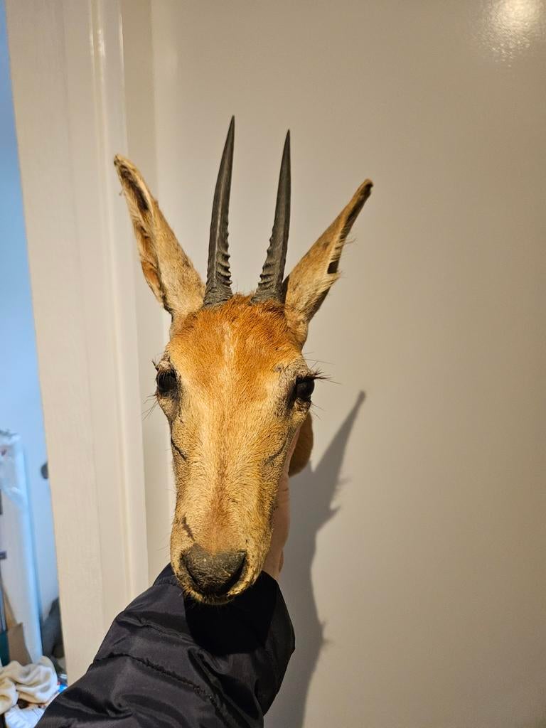 Opgezette Gazelle Kop - Unieke Wanddecoratie, Verzamelen, Dierenverzamelingen, Ophalen, Gebruikt, Wild dier, Opgezet dier