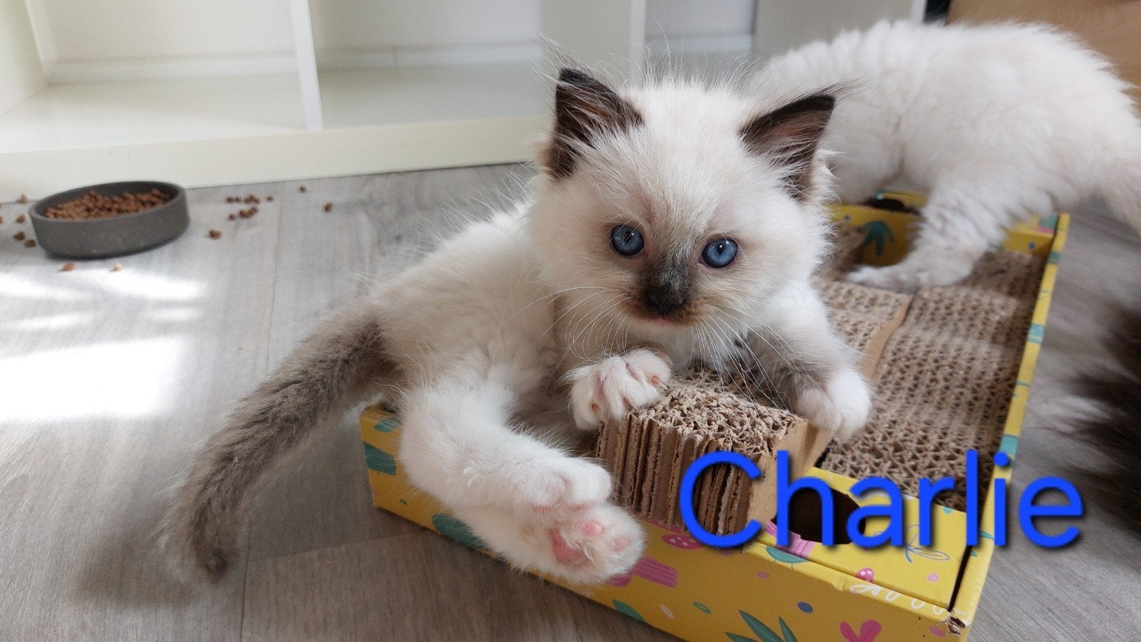 Ragdoll kittens met stamboom, Meerdere dieren, Met stamboom, 0 tot 2 jaar