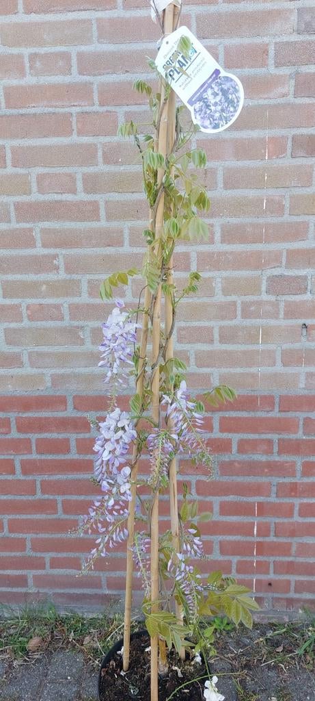 Wisteria blauwe of witte regen, Ophalen of Verzenden, Volle zon