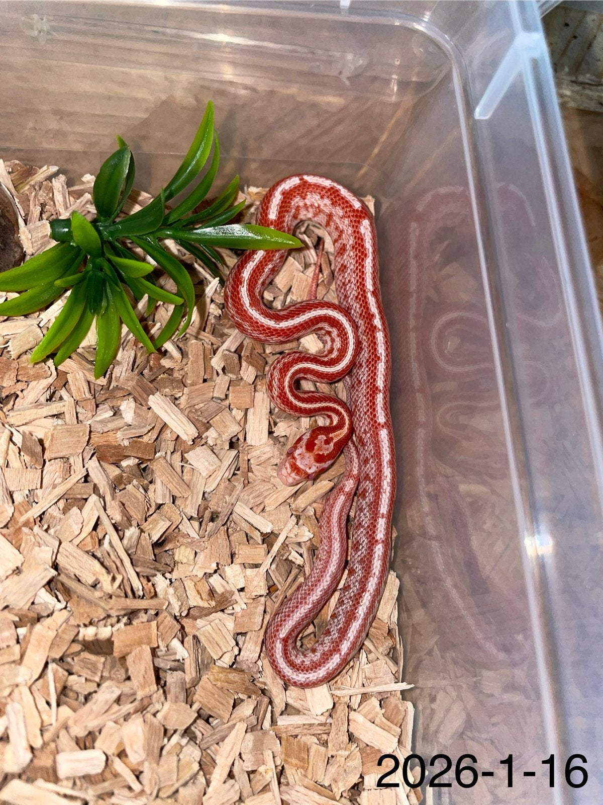 Jonge Rattenslangen div morphs Rat Snake photo 16