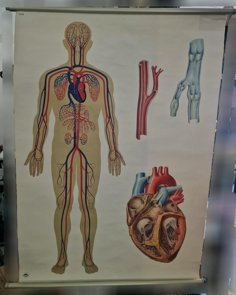 Vintage Anatomische Wandplaat: Menselijk Circulatie, Antiek en Kunst, Antiek | Schoolplaten, Ophalen of Verzenden, Natuur en Biologie