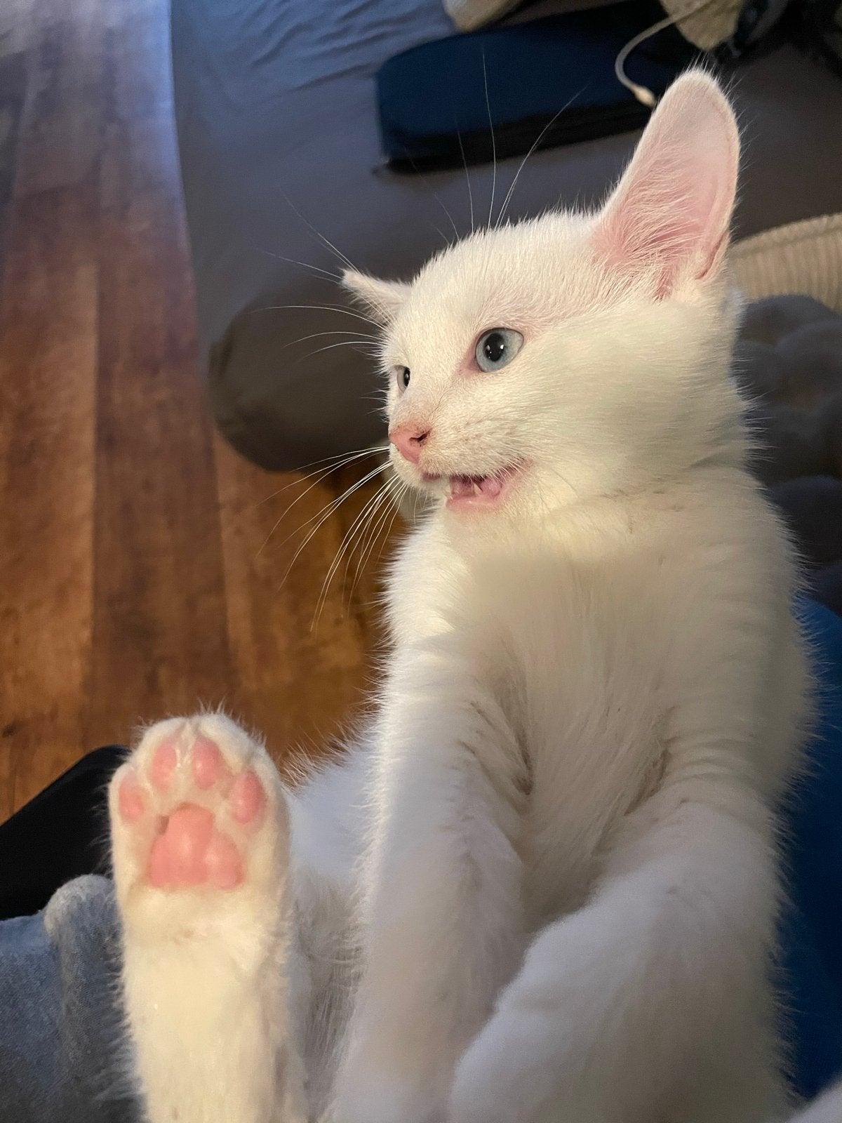 Hele mooie ras kitten 6 weken jong