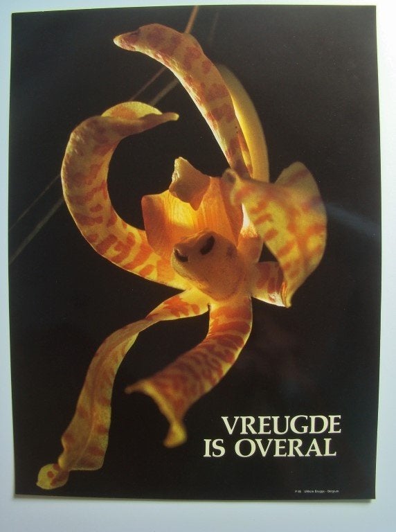 Poster  met gele orchidee, Ophalen, Rechthoekig Staand, Zo goed als nieuw, A1 t/m A3