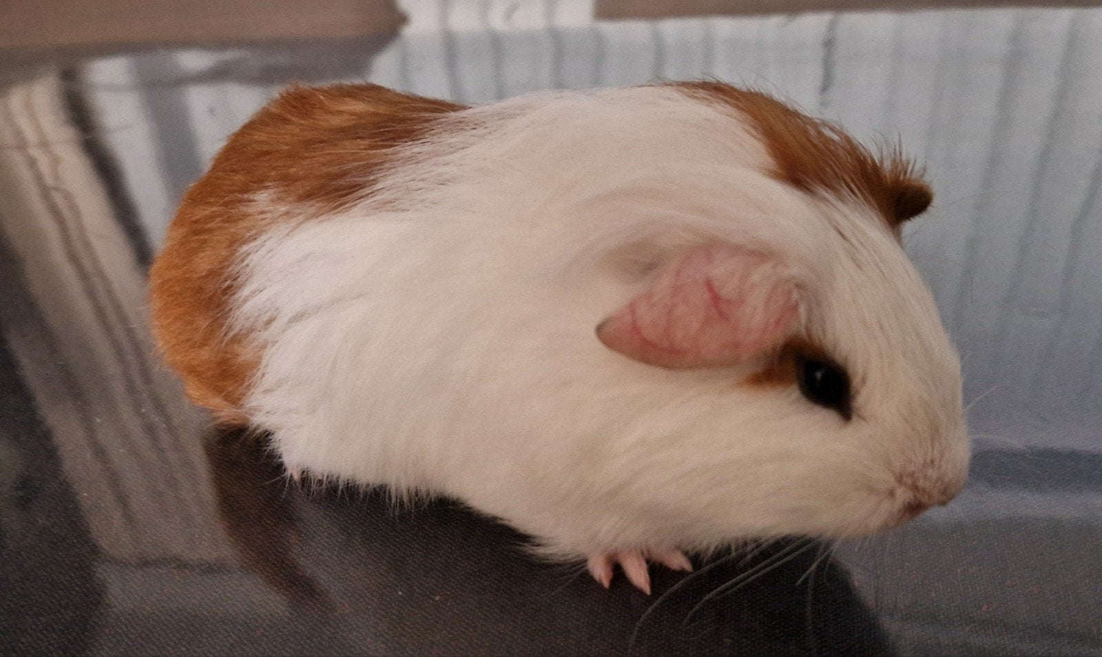 1 cavia zeugje, Dieren en Toebehoren, Cavia, Juni, Vrouwelijk, Tam
