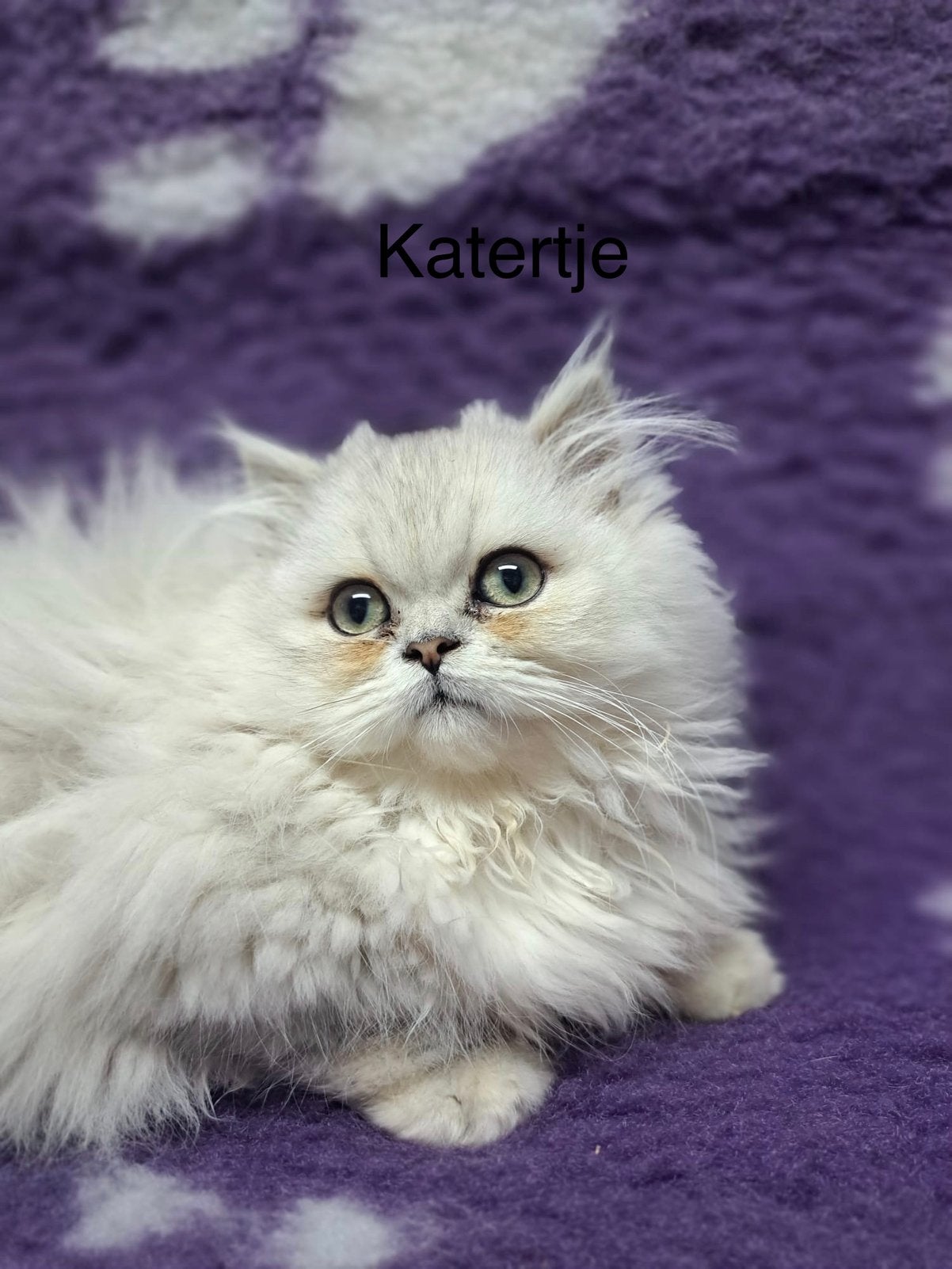 Kittens Pers sivershaded, Poes, Ontwormd