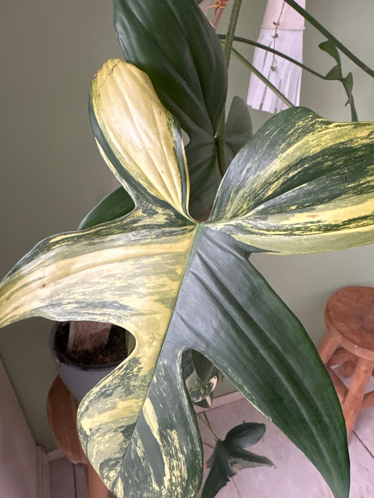 Stekken van Philodendron Florida Beauty Variegata, Ophalen of Verzenden, Halfschaduw, Minder dan 100 cm