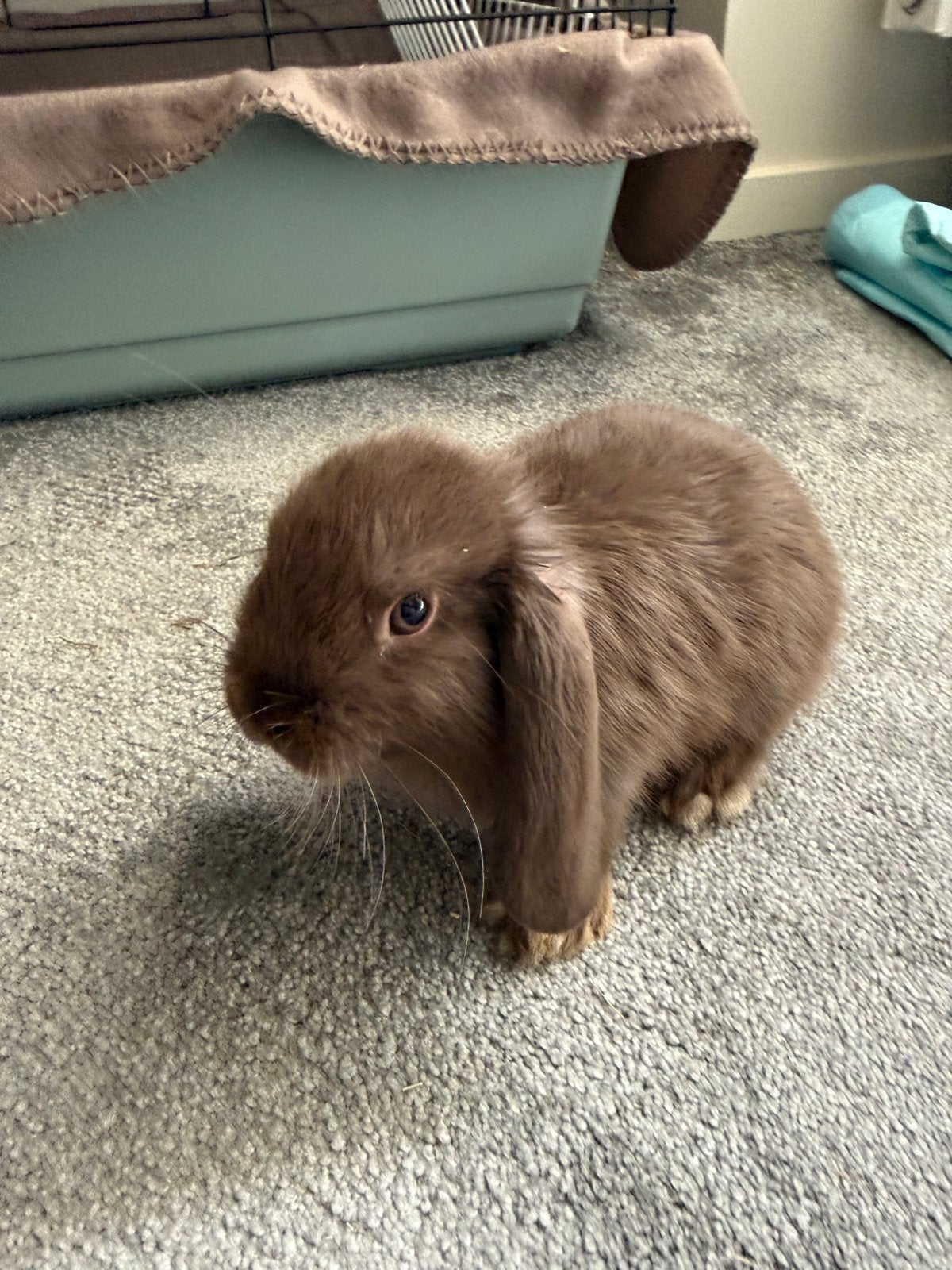 Baby Hangoor konijn voedstertje van pas 8 weekjes oud, Vrouwelijk, Dwerg, Hangoor