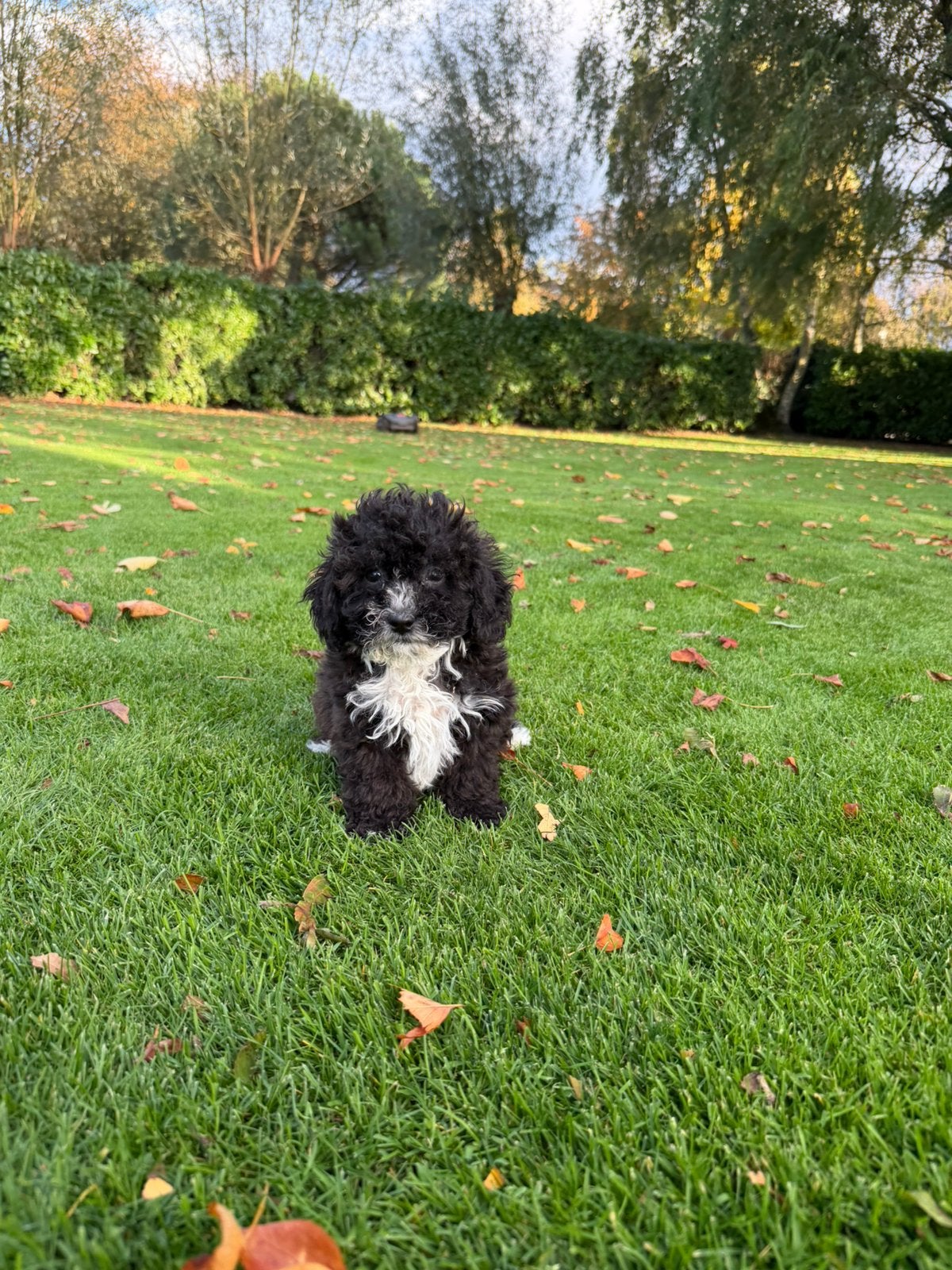 Boomer x Poedel (Boompoo) pups (reutjes), Nederland, Overige rassen, CDV (hondenziekte), 8 tot 15 weken