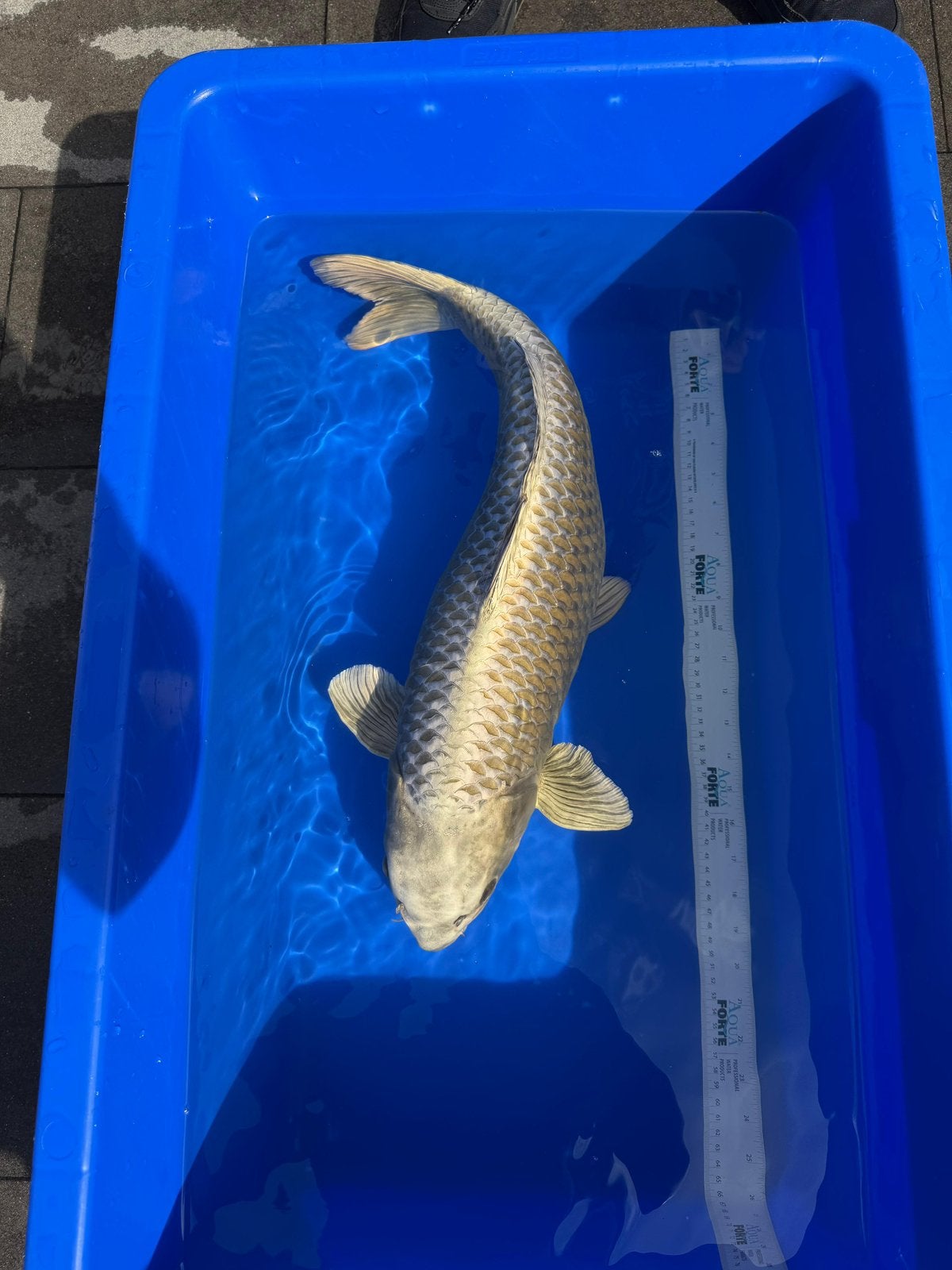 Mukashi Ogon koi 61cm, Karper of Koi