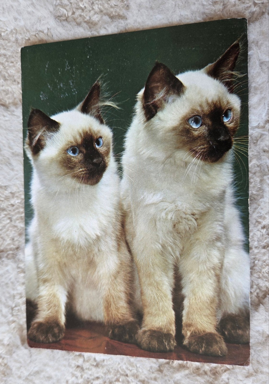 Twee Siamese Katten, Verzenden, 1980 tot heden, Gelopen, Hond of Kat