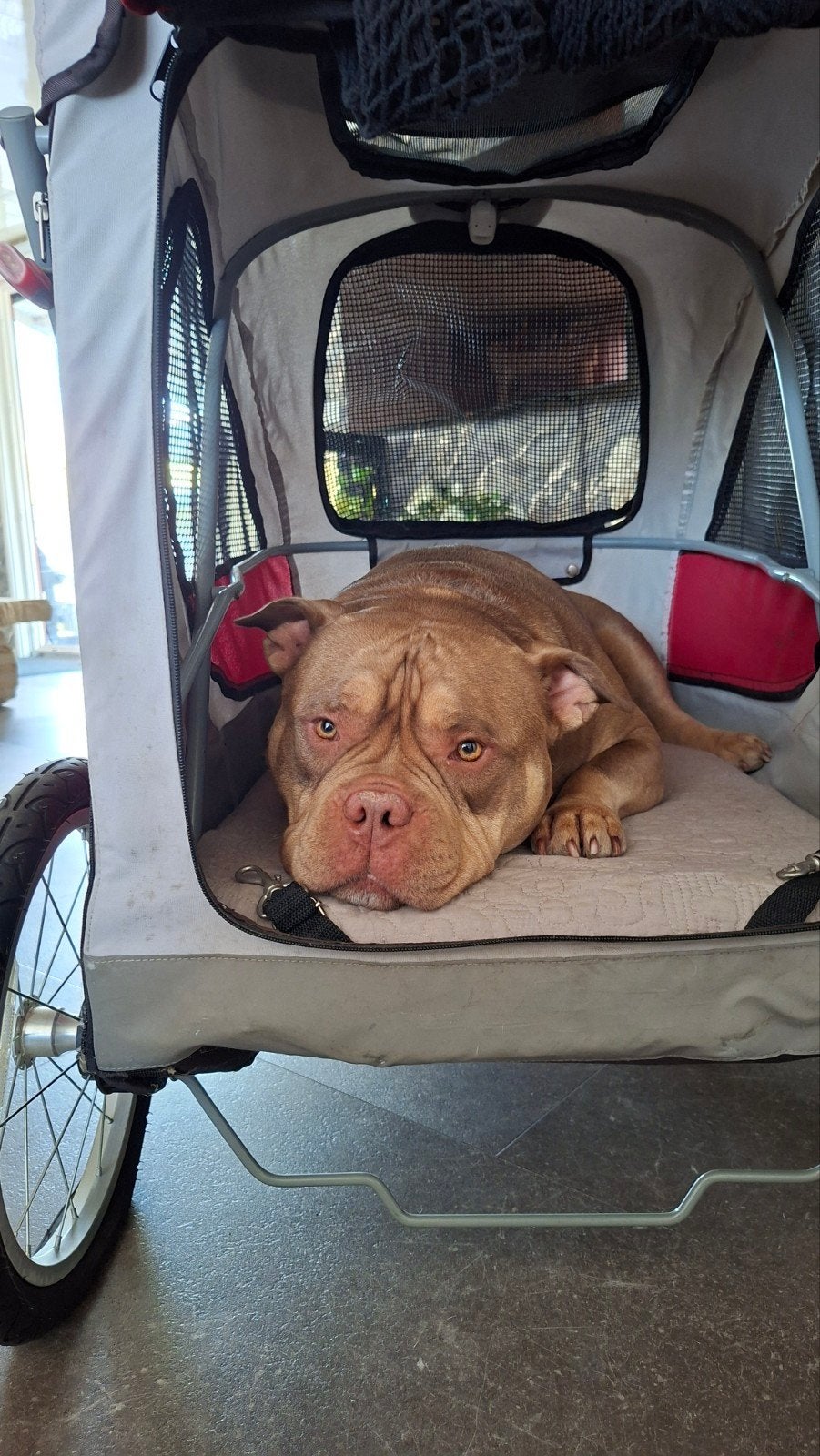 Hondenbuggy  tot 45 kg Pet stro, Dieren en Toebehoren, Ophalen