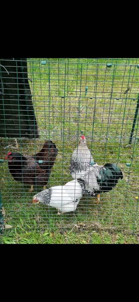 Pluimvee, Dieren en Toebehoren, Pluimvee, Vrouwelijk, Kip